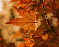 Japanischer Ahorn bei schwacher Sonne
