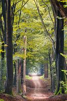 Speulderbos - Weg zwischen den Giganten