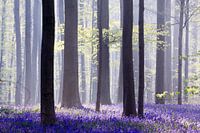 Ein Märchen in Blau...Hallerbos