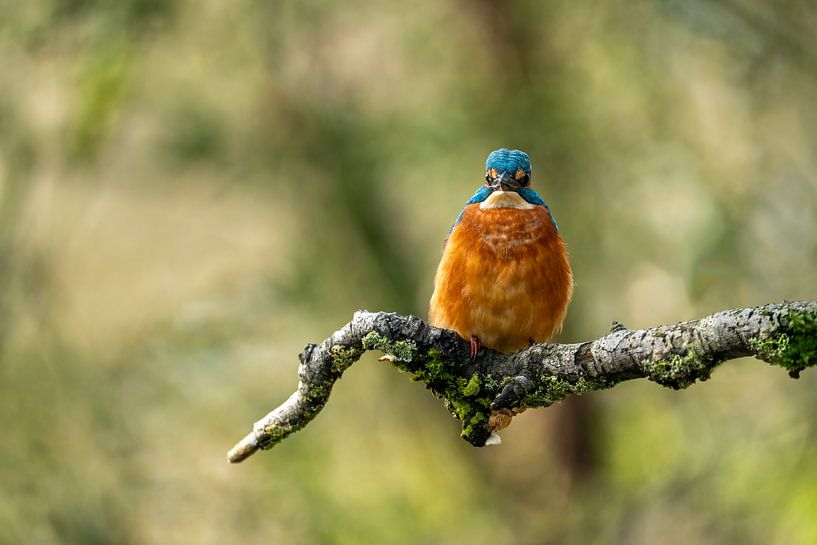 Martin-pêcheur sur une branche sur un joli fond bokeh par Gianni Argese