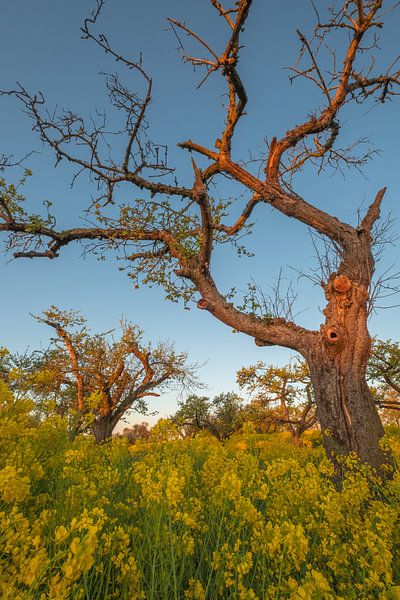 Rapeseed - Rape seed by Moetwil en van Dijk - Fotografie