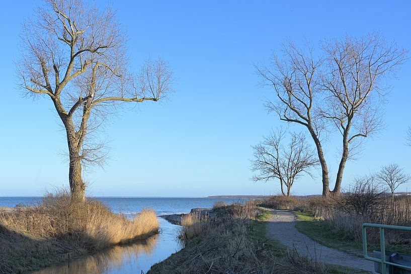 L'embouchure du ruisseau coule entre des arbres dénudés et se jette à nouveau dans la mer Baltique. par Maren Winter