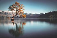 Frailty - Lake Wanaka