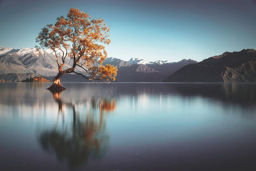 Frailty - Lake Wanaka von Thom Brouwer