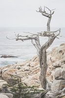 Arbre solitaire sur la côte ouest de l'Amérique du Nord