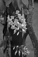 Wisteria I monochrome