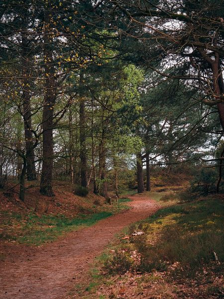 forest trails by snippefotografie