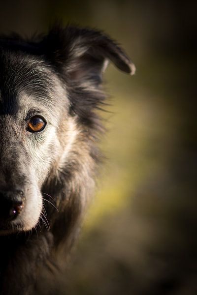 Portrait Dog von Lars Detges
