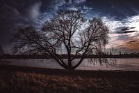 Arbre à trois troncs