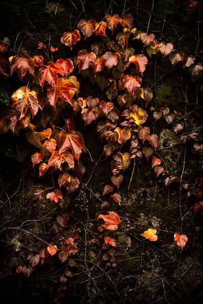 L'art sur le mur par Lars van de Goor