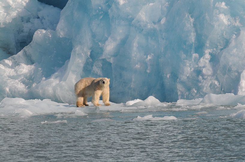Polar Bear in blue by Peter Zwitser