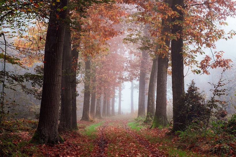 Embrassée par la nature par Tvurk Photography