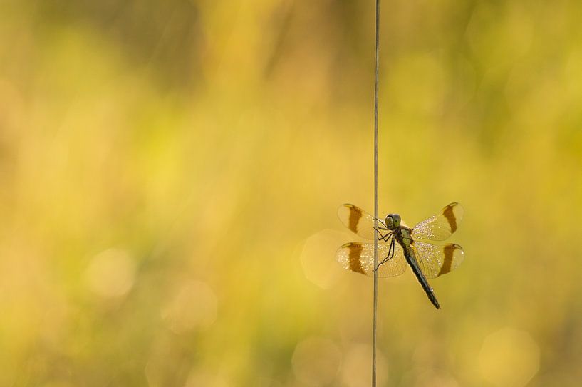  Bandheidelibel von Arien Linge
