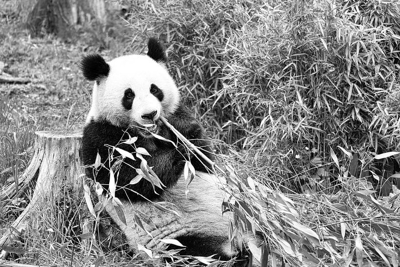 Giant panda eating bamboo. The endangered bear from Asia with black by Martin Köbsch