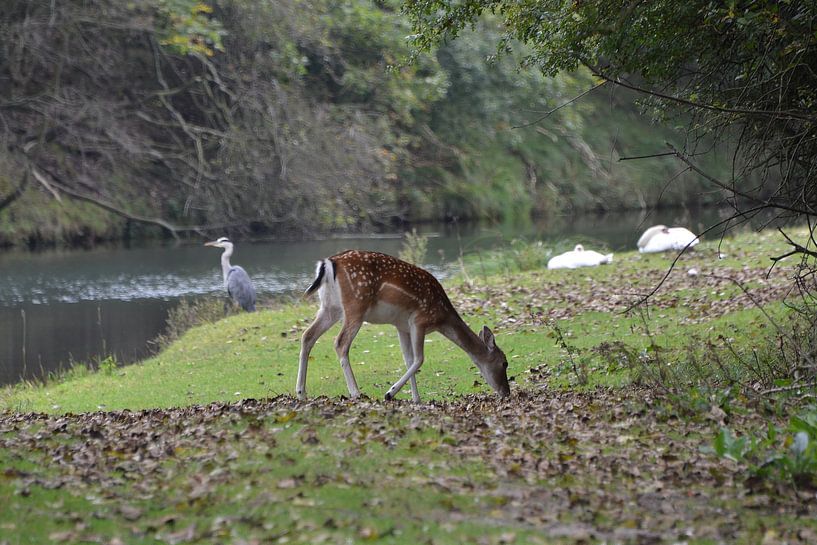 Hert - reiger - zwanen par Frank de Ridder