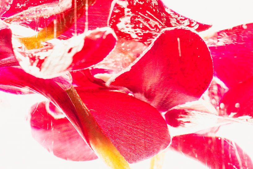 Cyclamen in ice 3 by Marc Heiligenstein