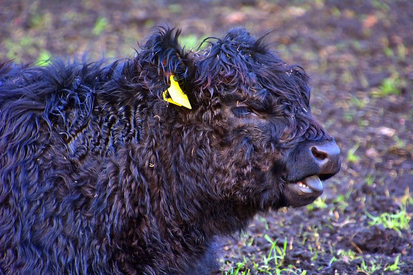 Le bœuf Galloway montre sa langue par Edgar Schermaul