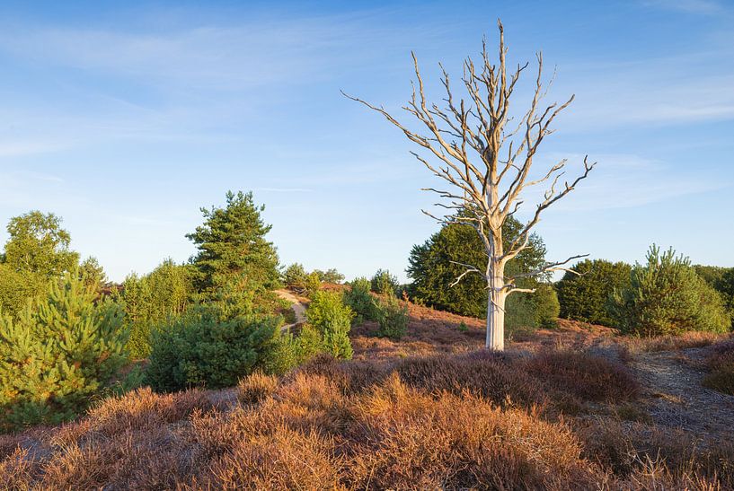 Heath Veluwe - Posbank (Pays-Bas) par Marcel Kerdijk