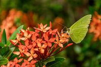 Lemon butterfly on red flowers