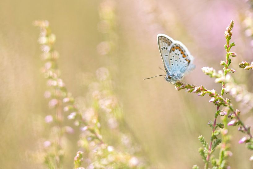 heideblau von Tara Kiers