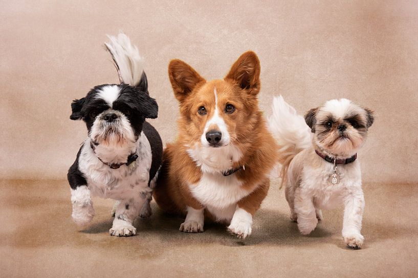zusammen auf der Straße von Wendy van Kuler Fotografie