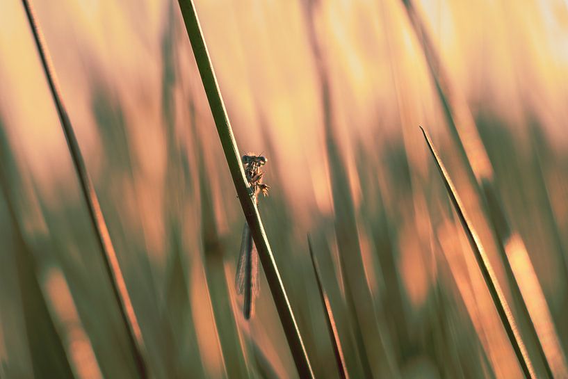 Libelle im Abendlicht. von Marianne Twijnstra