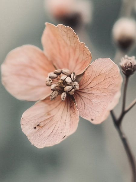 Pastel Nature No 20 von Treechild