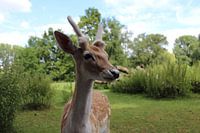 Rarely a fallow deer so close
