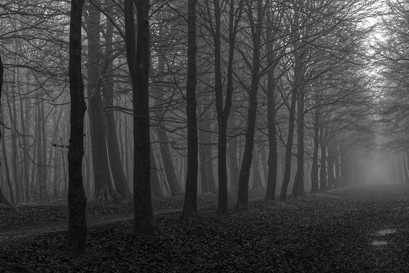 Wald im Nebel von Hans Lok