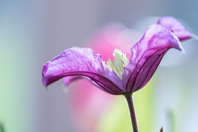 Clematis flower macro by Mel van Schayk