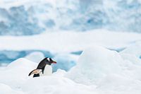 Gentoo penguin Antarctica