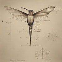 Technische Illustration eines Kolibris