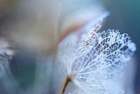 Leaf skeleton hydrangea | Nature Photography