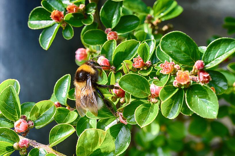 Bourdon par FotoGraaGHanneke