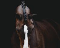 Equine Fine Art