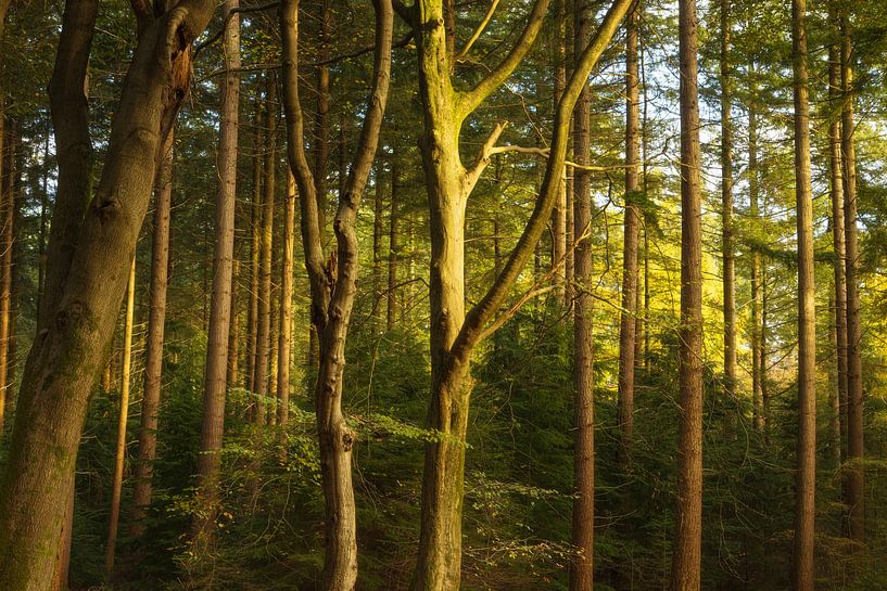 Speulder und Spielder Wald (Niederlande) von Marcel Kerdijk