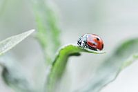 Coccinelle sur une pointe de feuille verte