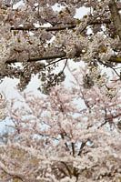 Cerisier japonais en fleur Sakura