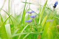 purple flowers in grass