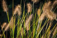Danse de l'herbe à l'abat-jour