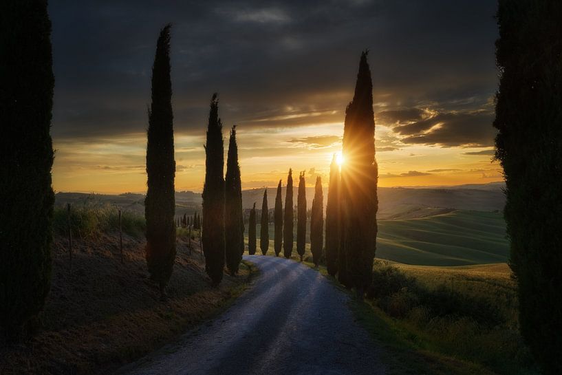 Sonnenuntergang unter Zypressen, Toskana von Roy Poots