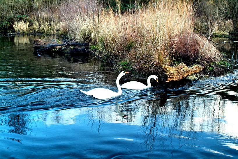 cygne par Ramunas Batovas