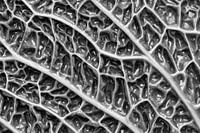 Savoy cabbage - macro photograph in black and white