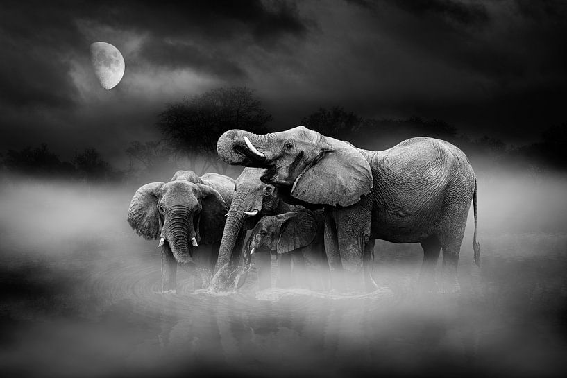 Elefanten im Mondschein von Chris Stenger