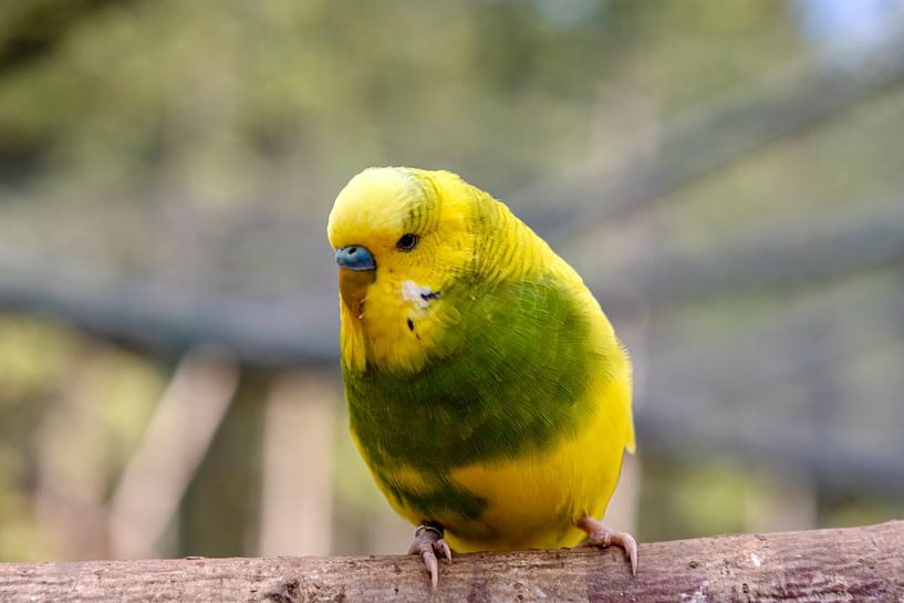 I know you. by Harald Schottner