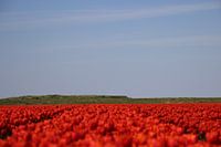 Uitgestrekte Rozenvelden