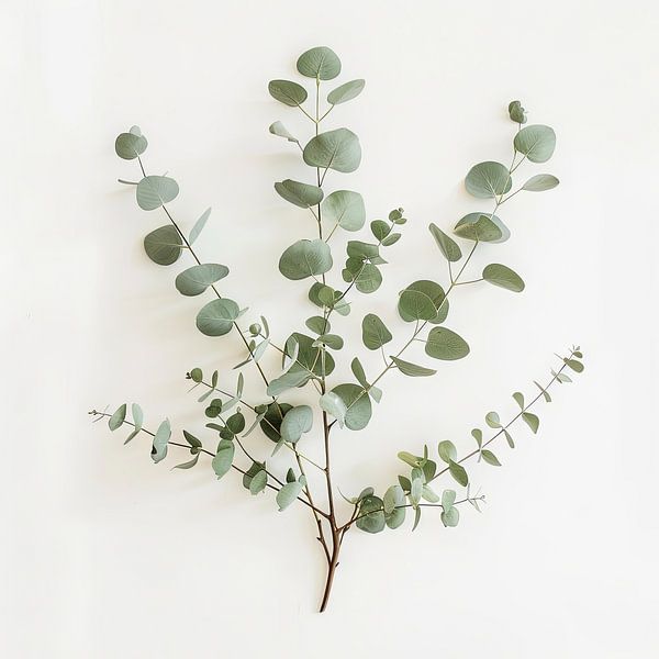 Eucalyptus von Poster Art Shop