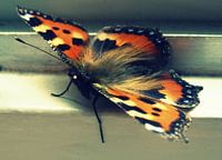 Prachtige vlinder - Beautiful Butterfly