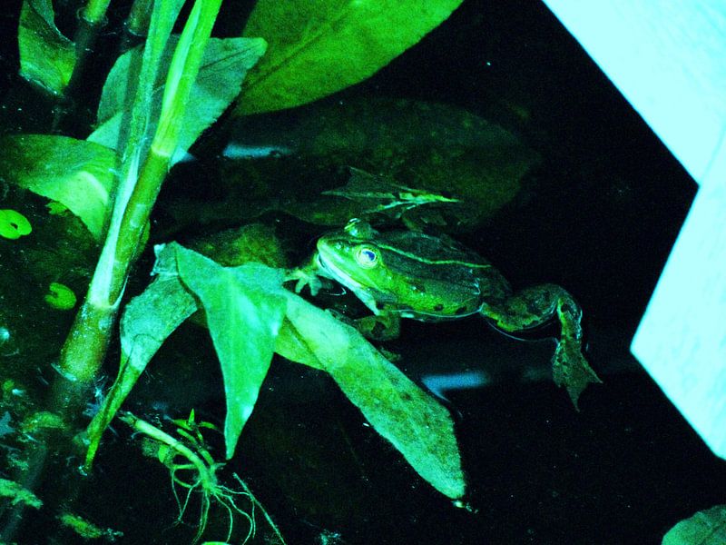 extreem green von anita decreton