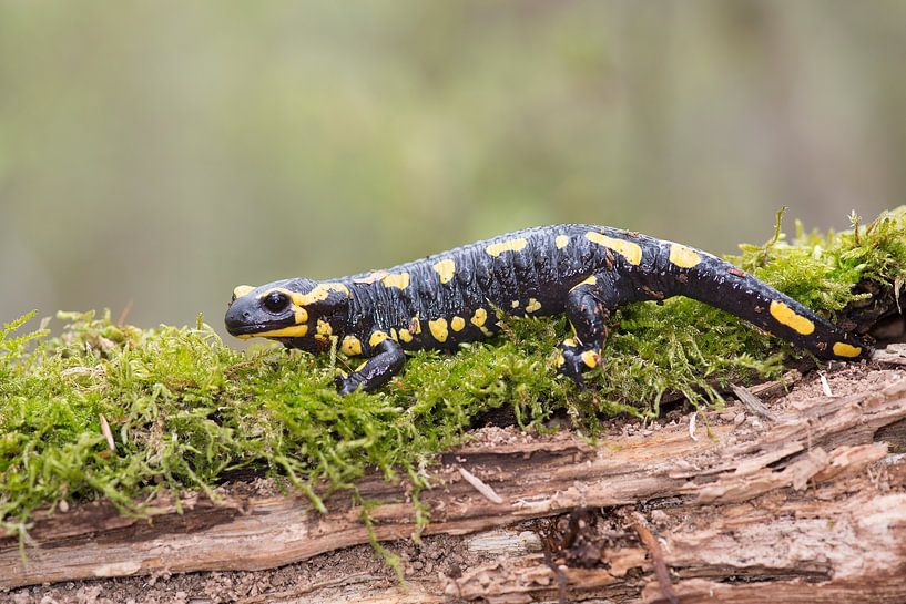 Fire salamander in the forest by Elles Rijsdijk
